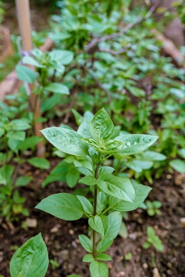 Come utilizzare le fibre naturali nell'arredamento per una casa eco-sostenibile?